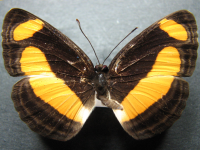 Pantoporia consimilis consimilis - Adult